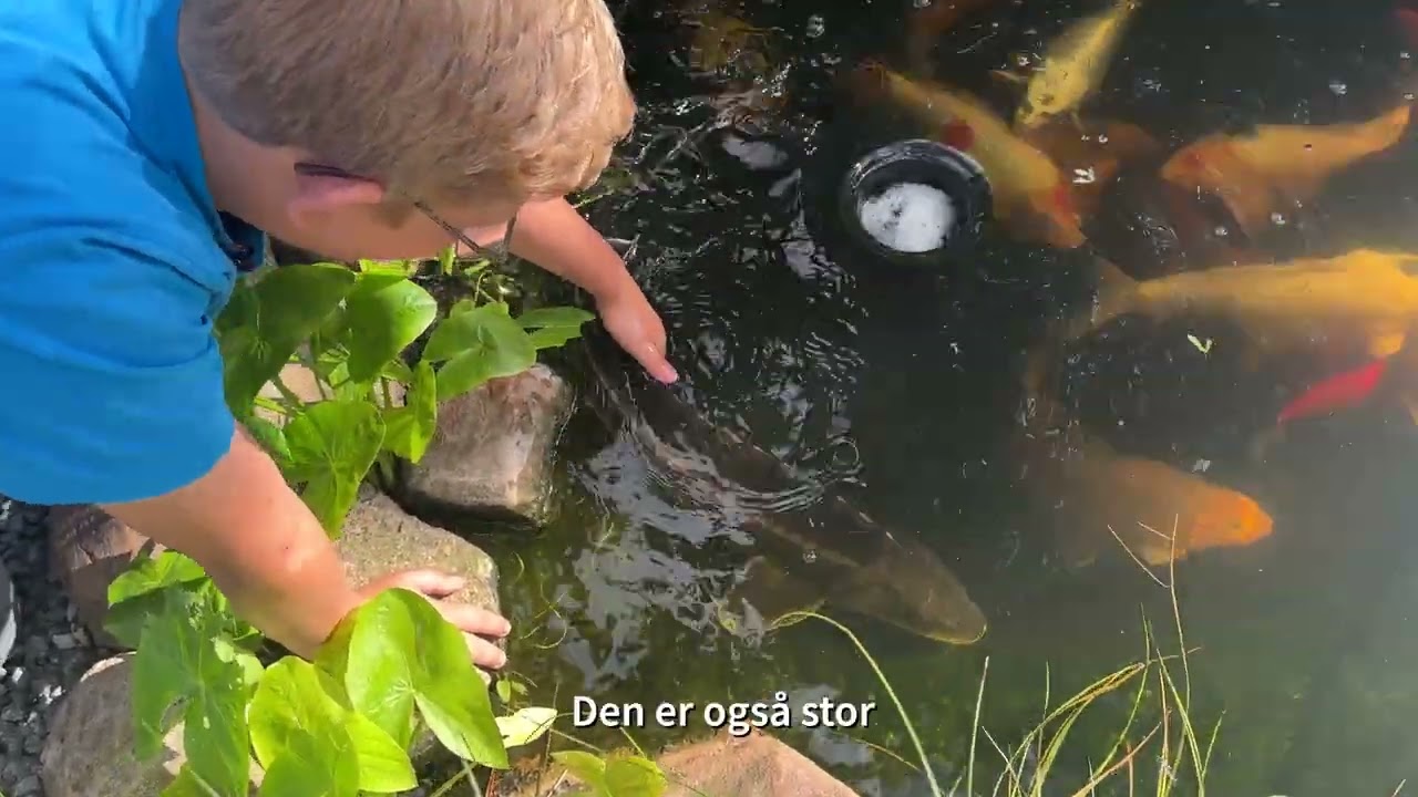 Nikolaj og hans fantastiske havedam med koi – en inspiration for alle aldre!