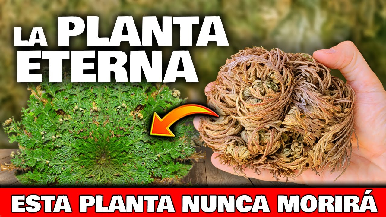 Esta es la PLANTA de la RESURRECCIÓN! Usos de La ROSA DE JERICÓ o Doradilla | Plántala en tu Jardín