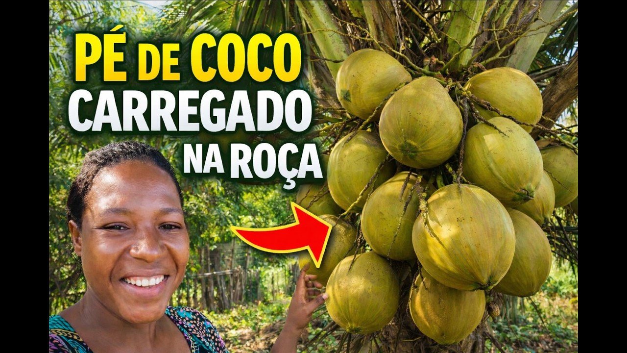 Olha Só Como Estão Nossos Pés de Coco Aqui na Roça! 🌴