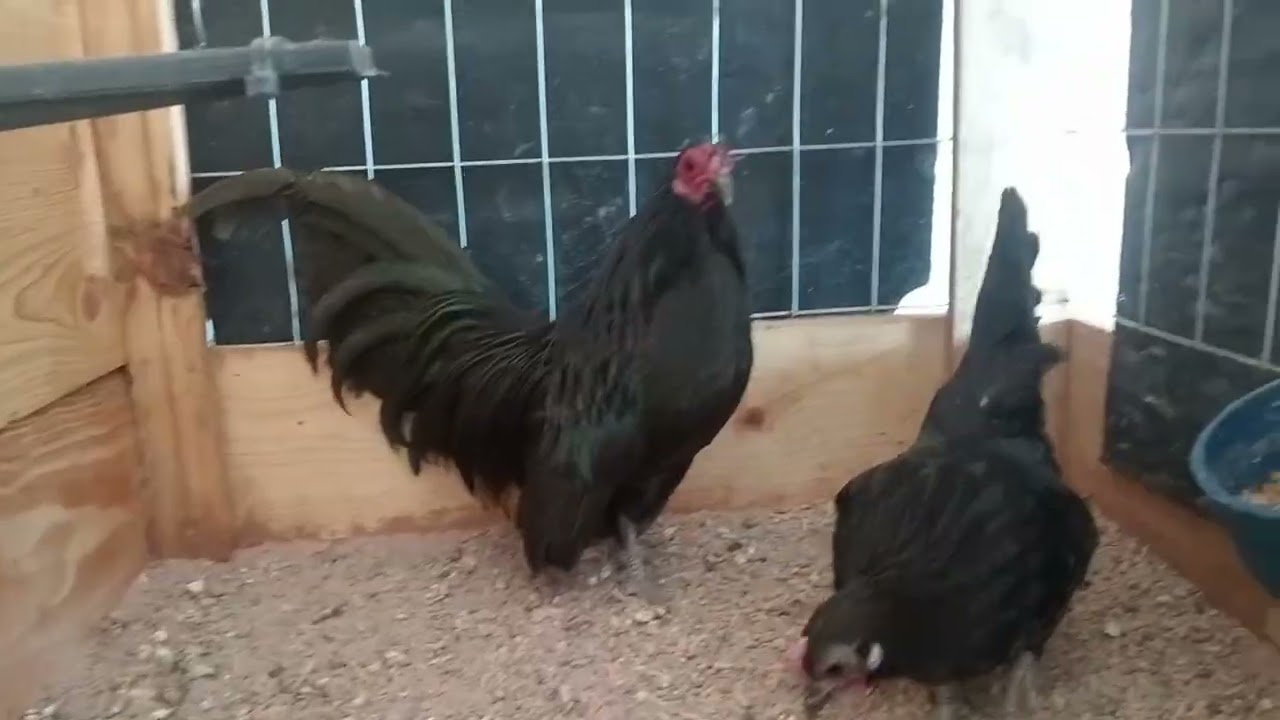 Estos son los colores o líneas con las cuales tendré más enfoque☘️🐓| aztekillas444_gallitosminiatura