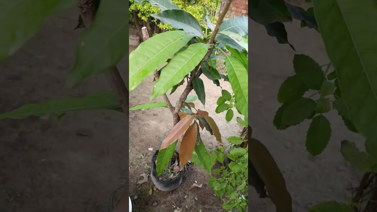 pot culture Mango 🥭 plant