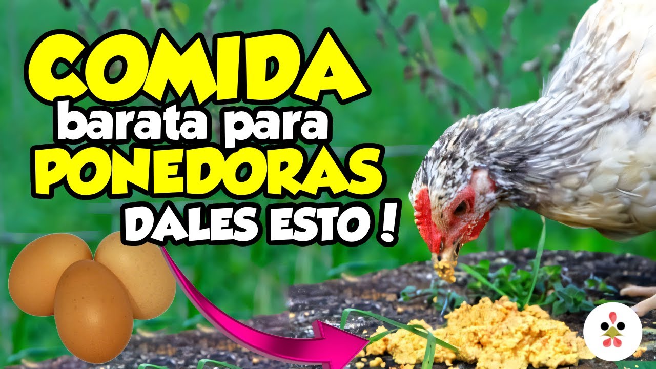 10 alternativas económicas para alimentar a tus gallinas 🐔🌿🥚