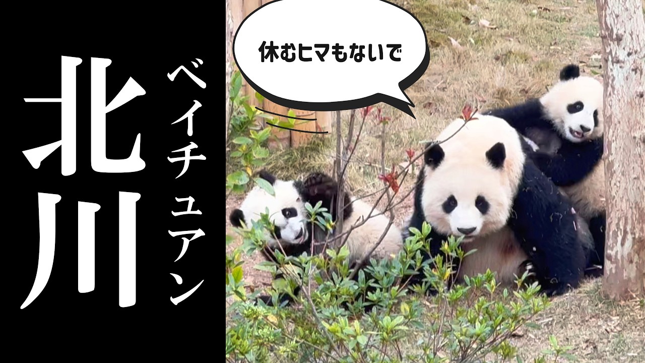 休むヒマなし…！本日も育児に奮闘する北川ママ🐼💦