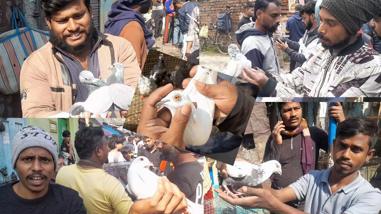 "কলকাতা" কবুতর হাট 11.01.2026/Kolkata Pigeon Market | Galiff Street Biggest Kabootar Market Kolkata