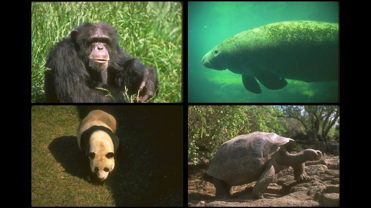 160053 Endangered Species SSTV PD120