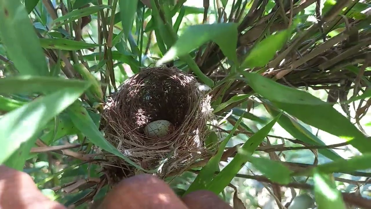 “Essa flor guarda um simbolismo ligado à Paixão de Cristo.”