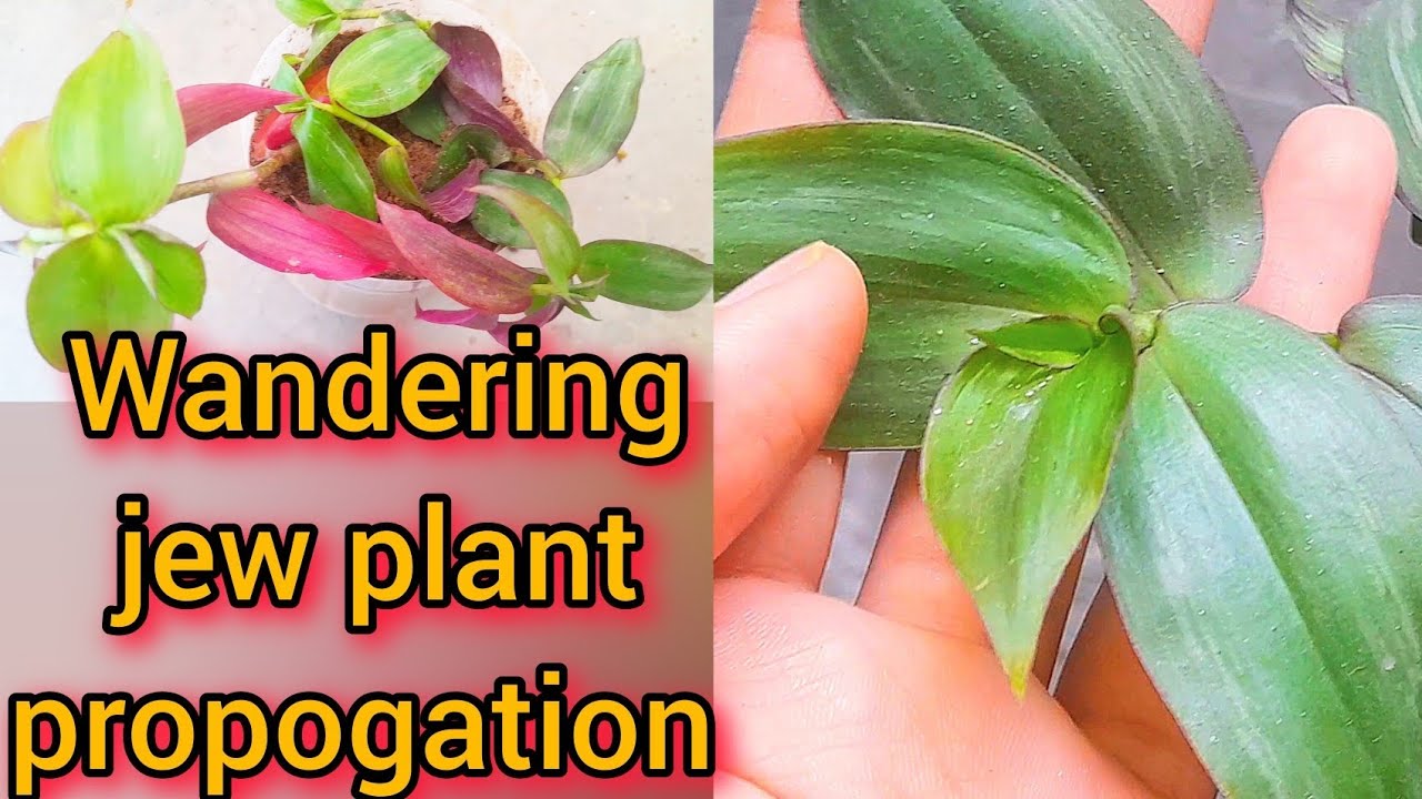 wandering jew plant grow from cuttings 🌱🪴