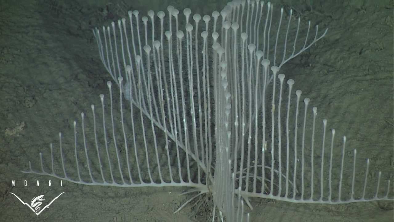 The harp sponge: an extraordinary new species of carnivorous sponge