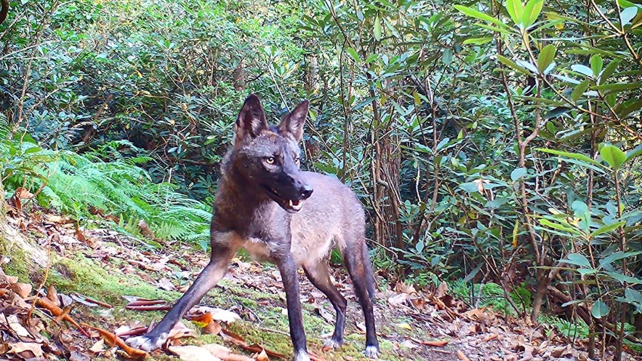Coyote montage from Serenity Moss Garden.