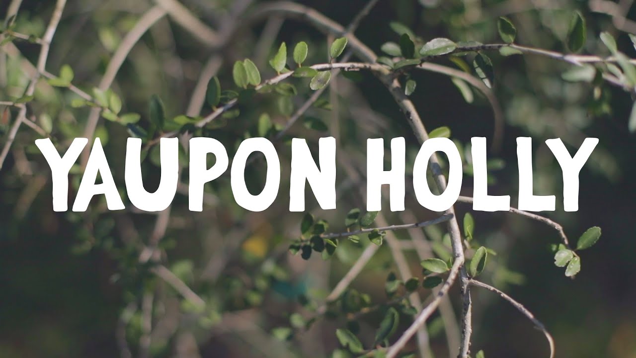 How to Grow ~ Yaupon Holly