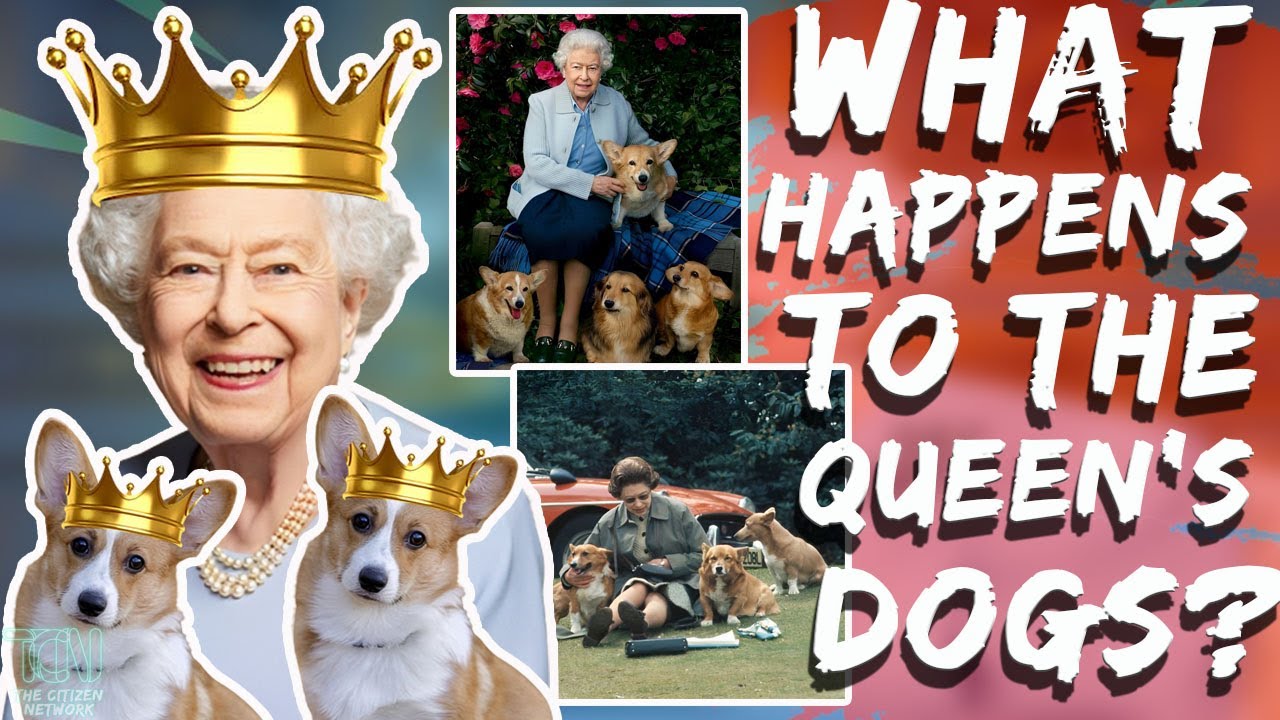 What Happens To Queen Elizabeth&rsquo;s Dogs