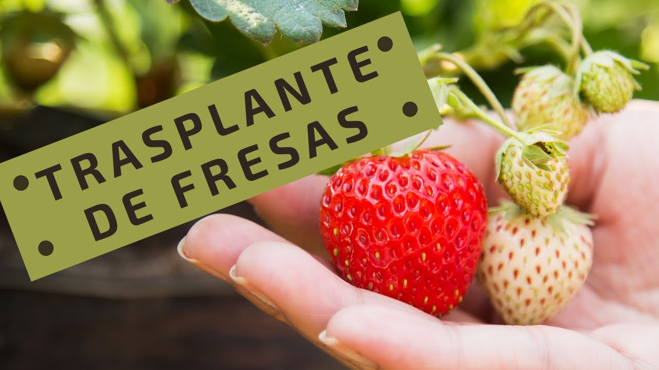 PILOTO (Como trasplantar una  fresa) 🌱🍓