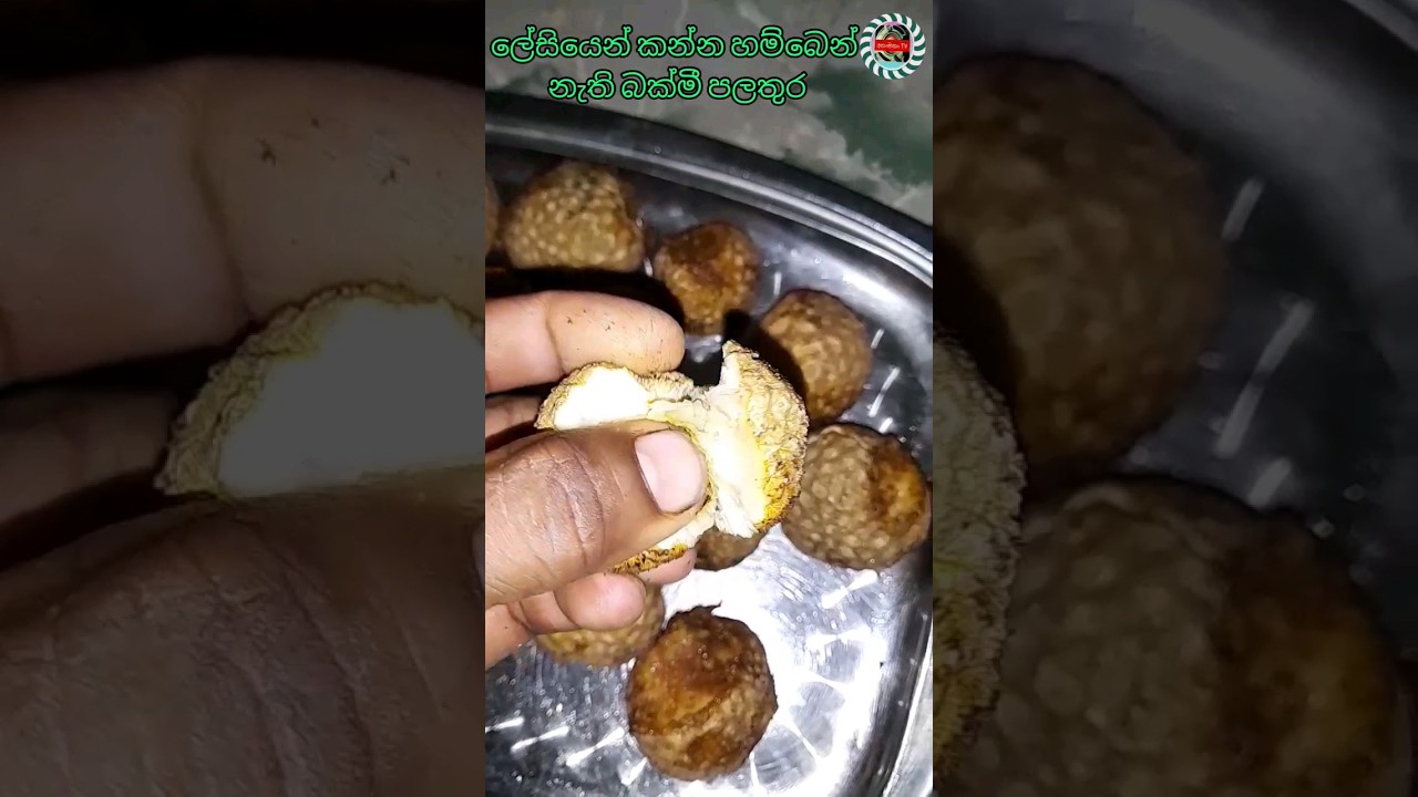 ලෙඩ රැසකට ගුණ බක්මී ගෙඩි😯😊Guna bakmi fruits for many diseases#shortvideo