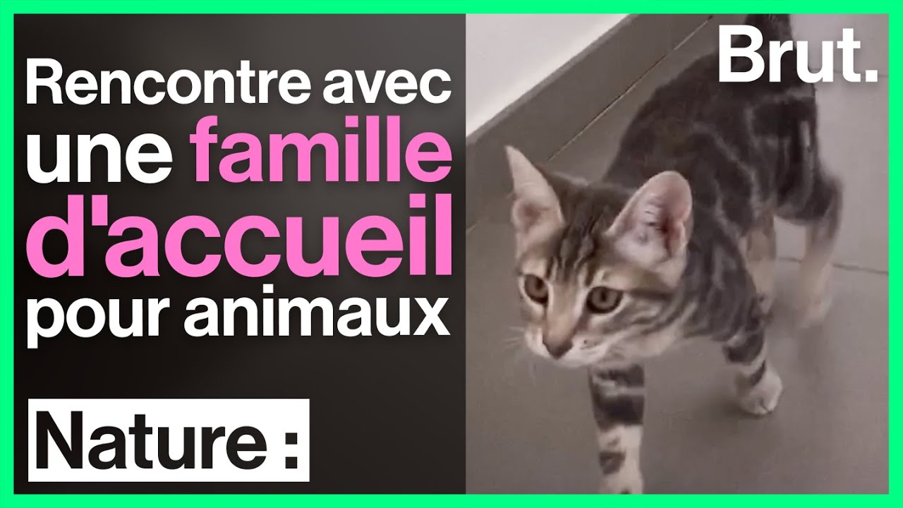 Plutôt que d’adopter un animal, ils sont devenus famille d’accueil