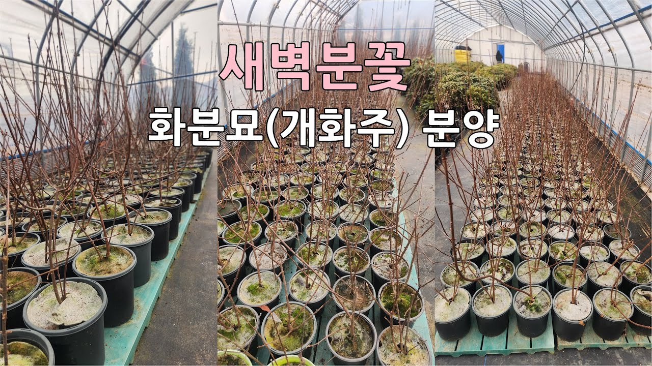 상담문의 : 010-3602-4106, [새벽분꽃 화분묘(개화주) 분양] #새벽분꽃 #화분묘 #정원수 #울타리목