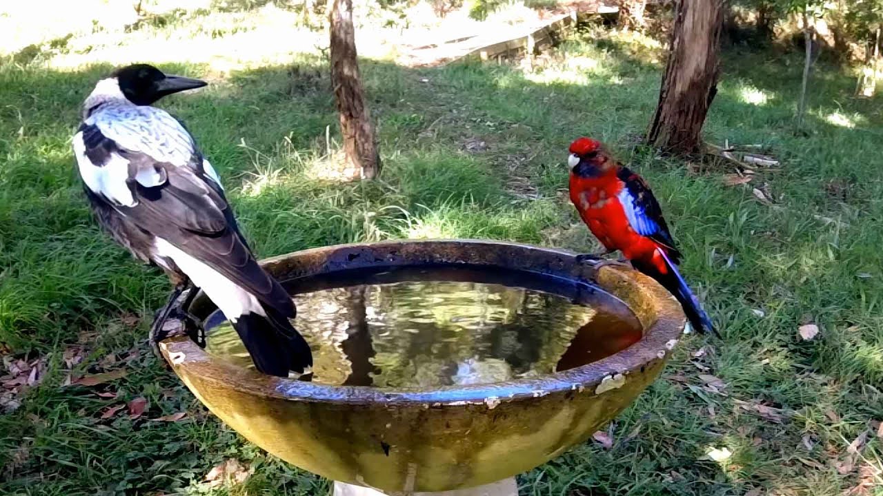 Bird Bath Wars - Australian Native birds