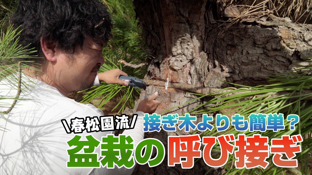 【春松園流】盆栽の呼び接ぎを紹介するつもりが大変な目に合う羽目に…