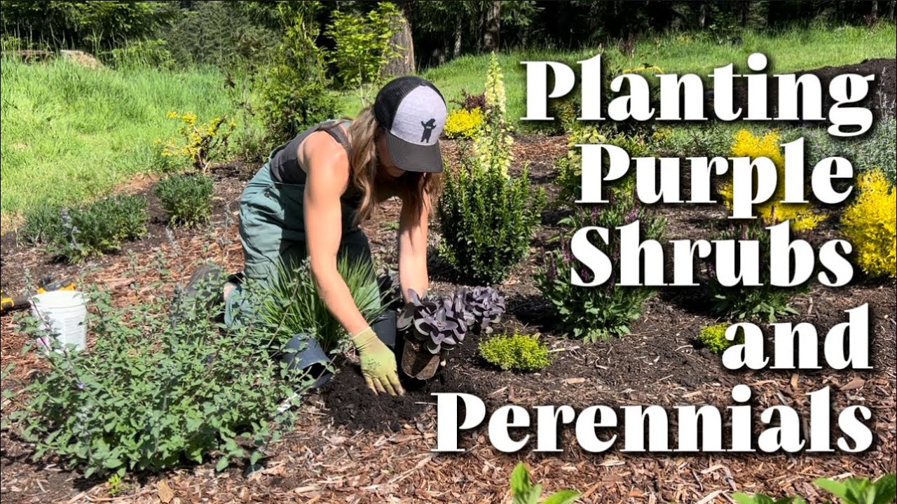 Planting Some Favorite PURPLE Blooms and Foliage!