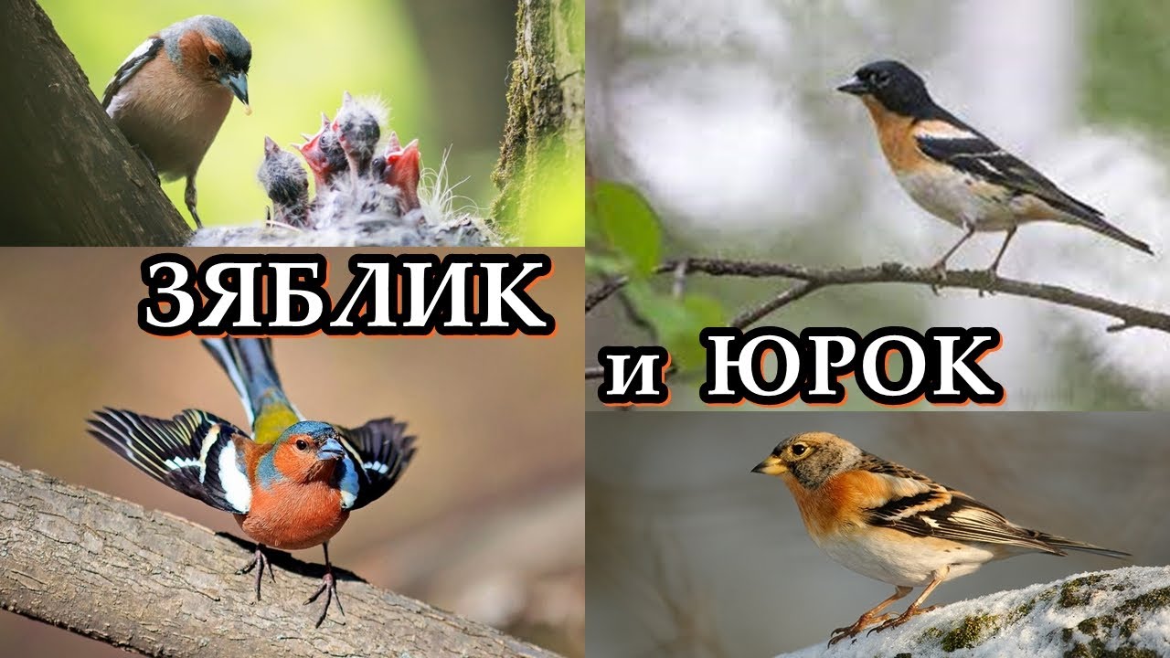ЗЯБЛИК и ЮРОК - Певцы достойные внимания
