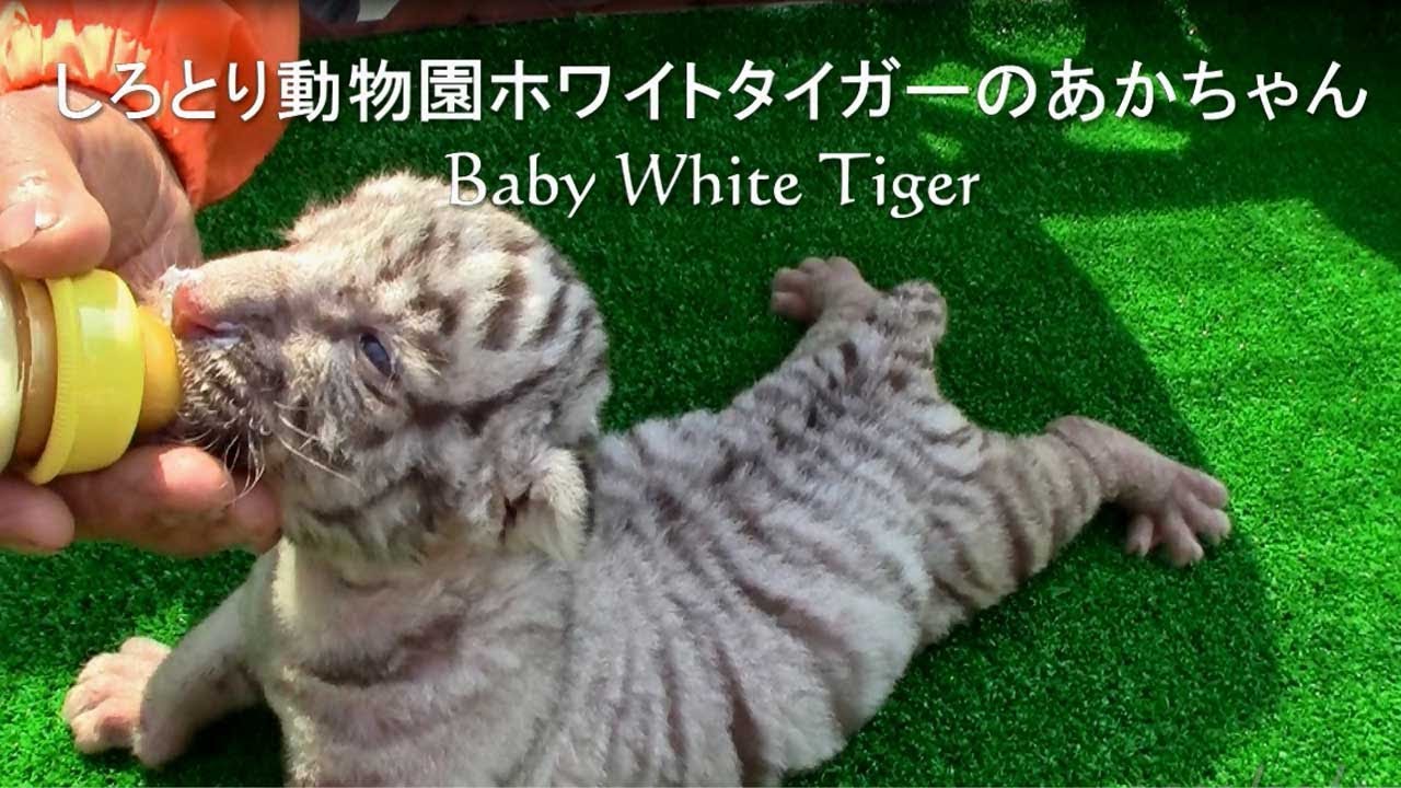 しろとり動物園ホワイトタイガー赤ちゃん〈ミルクをごくごく〉Baby White Tigers