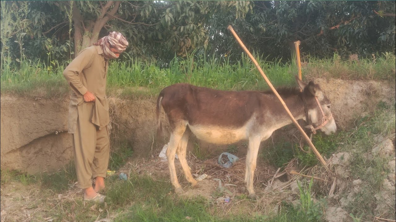 I Tried to Meet a Donkey… What Happened Next Shocked Me 😱”