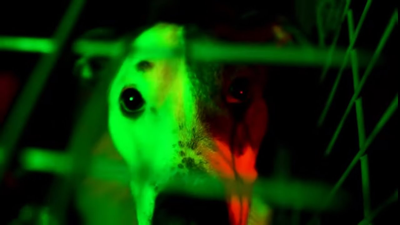 Moose Duce 2 X CaptainZoe - Slime Child (Official Video)