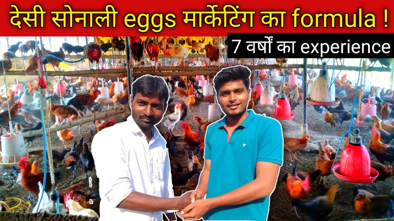 देसी सोनाली eggs की मार्केटिंग का तगड़ा farmula.... A to Z . 7 वर्षों से कर रहे हैं मुर्गा पालन ..