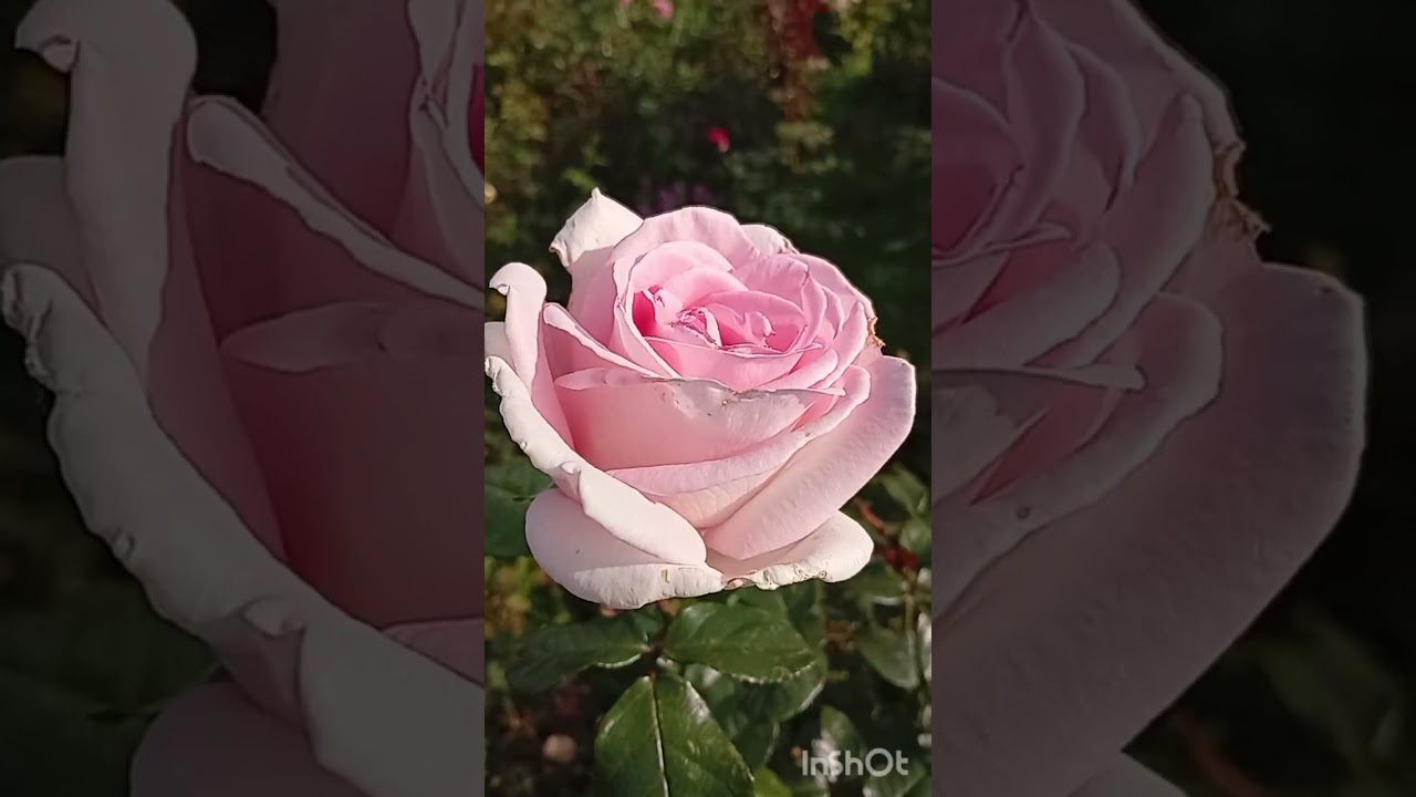 15 сентября 2025 