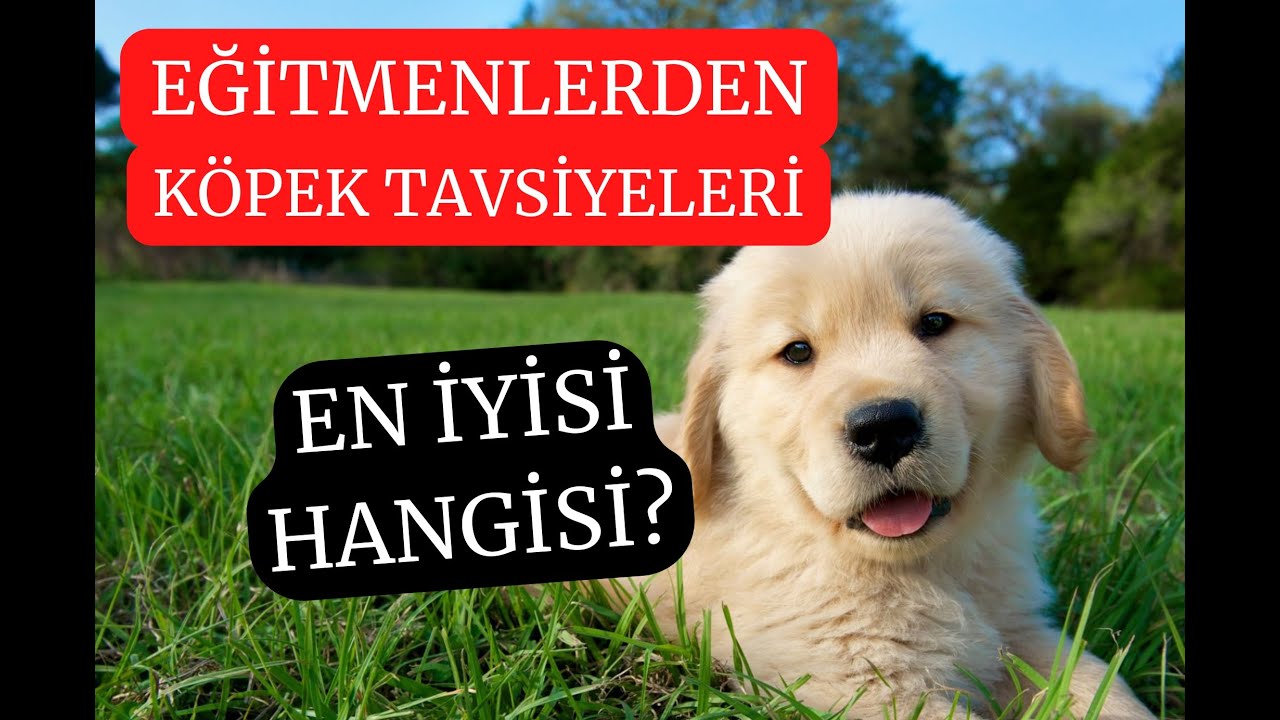 HANGİ KÖPEKLERİ ALMALIYIM? EĞİTMENLERE SORDUK HANGİ KÖPEKLERİ TAVSİYE ETTİLER?
