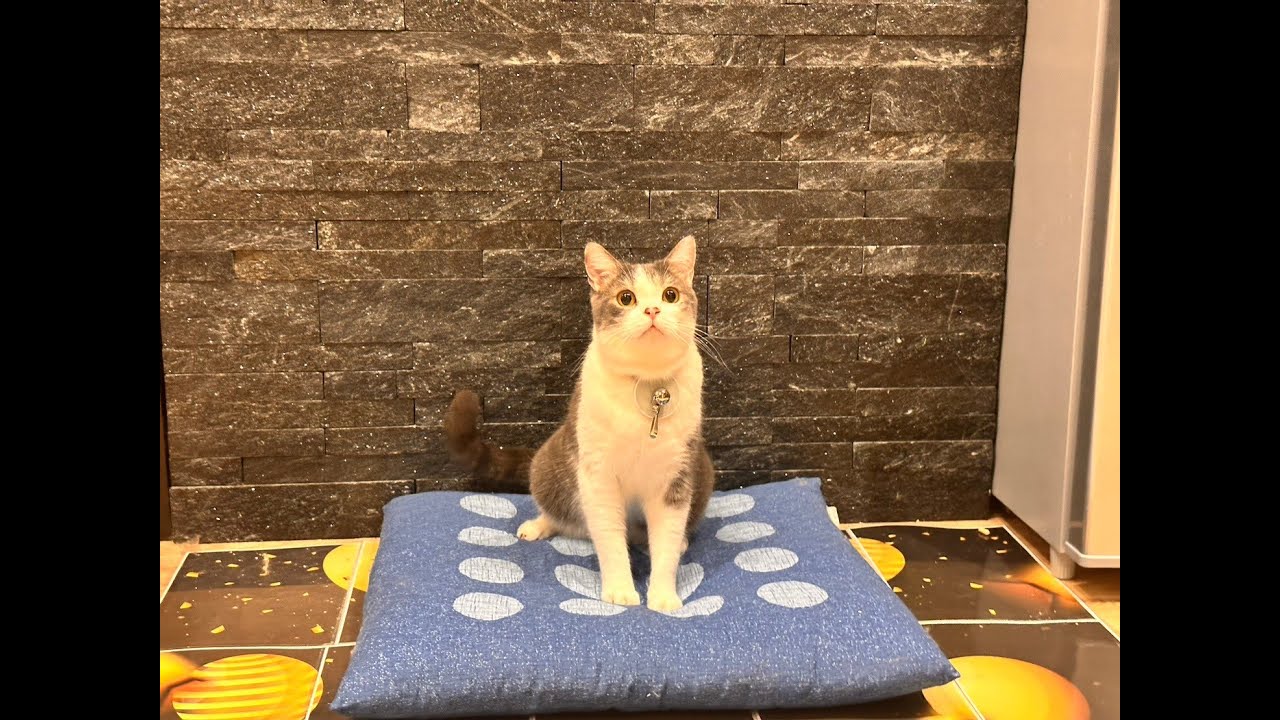 【こはだカメラ】猫視点で見る　BAKENEMKO CAFE　【友猫を観察だにゃ！】