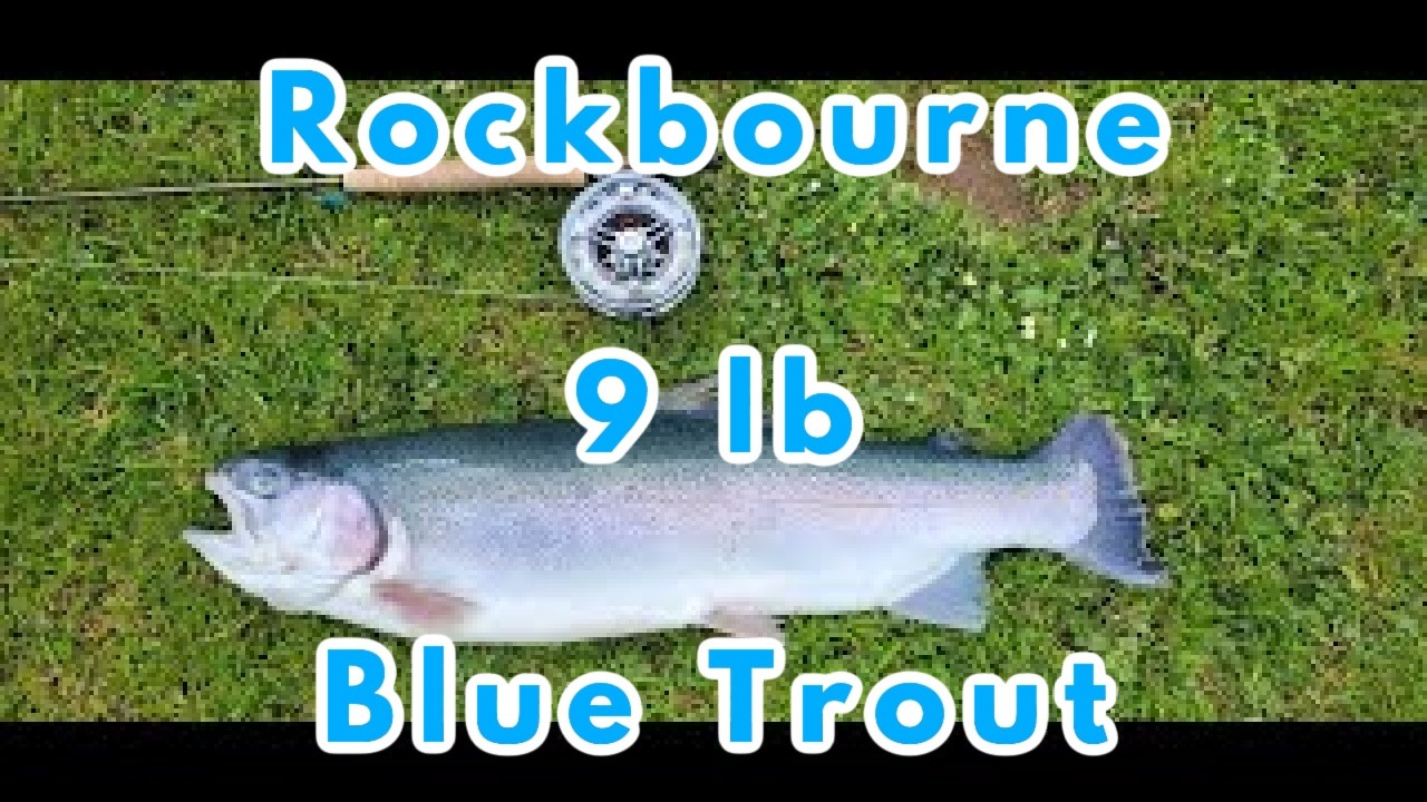Rockbourne trout fishery, Is this the bigest Blue trout! A very nice 9lb+ Blue, great day Rockbourne