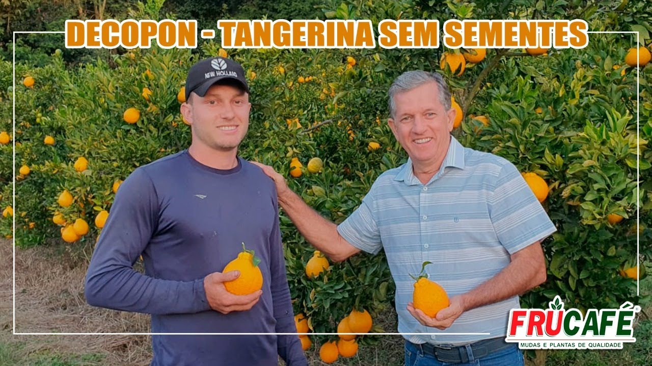 Voc&ecirc; Conhece a DEKOPON, a Tangerina Sem Sementes?
