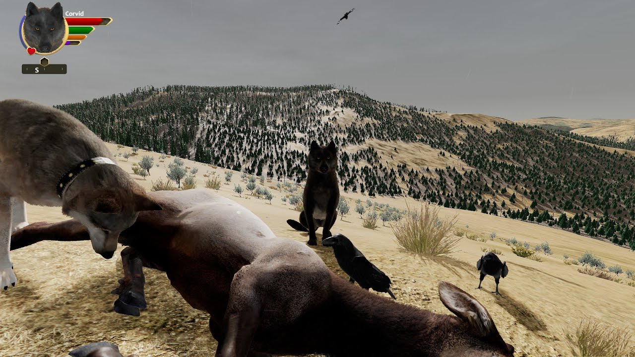 WolfQuest 3 Early Access: A Potential Mate? - Corvid #2