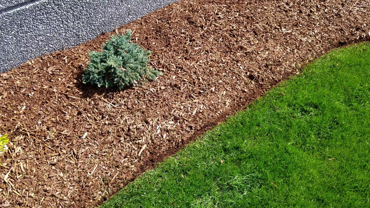 Edging - Clean Cut Landscape - How to properly edge a lawn (using a Stihl string trimmer)