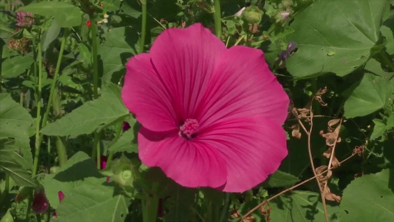 Essbare Blüten - Genuss aus dem Garten