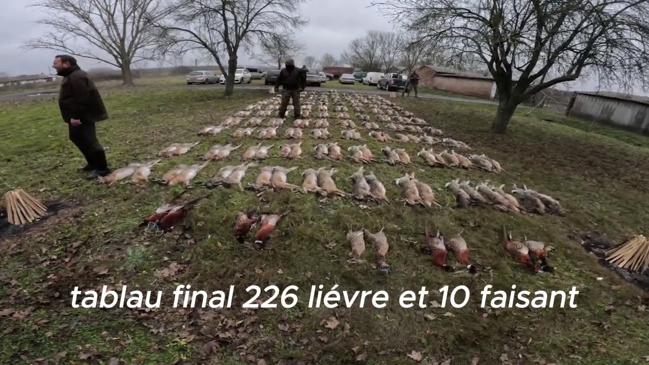 CHASSE HONGRIE battue au lièvre