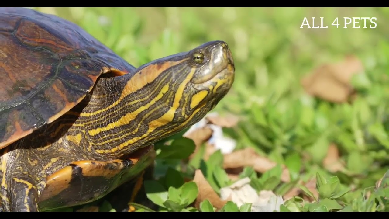 Animals of Amazon 4K - Animals That Call The Jungle Home | Amazon Rainforest lifestyle | All 4 Pets