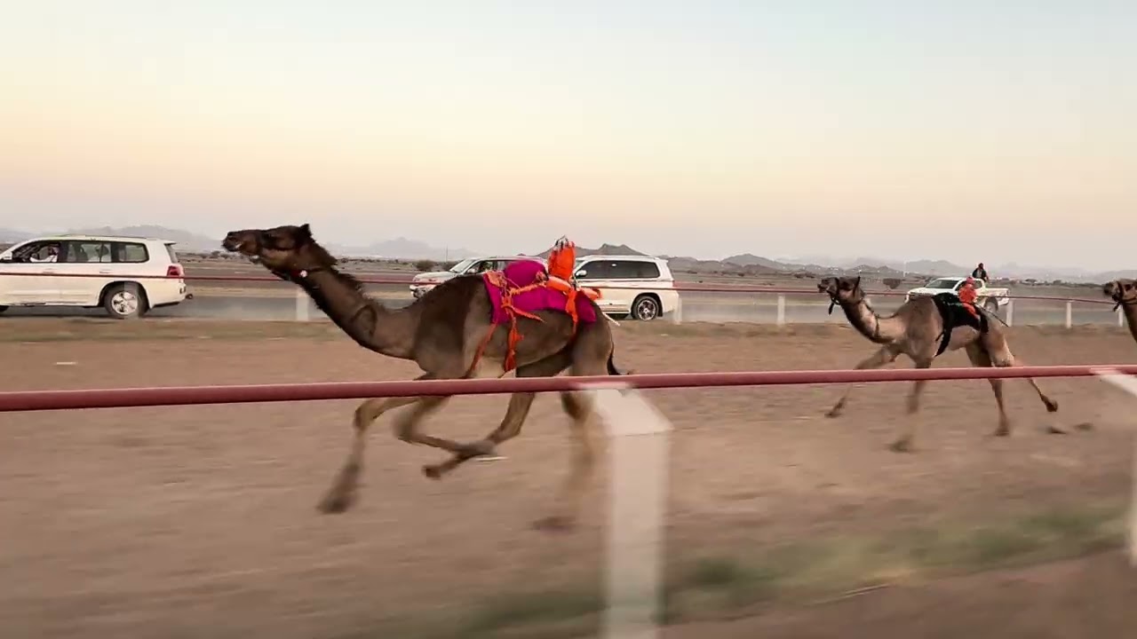 ميدان الصويدره للهجن  شوط 1 بكار مفاريد   1500م  امسية    لـ نايف صلاح السهلي 