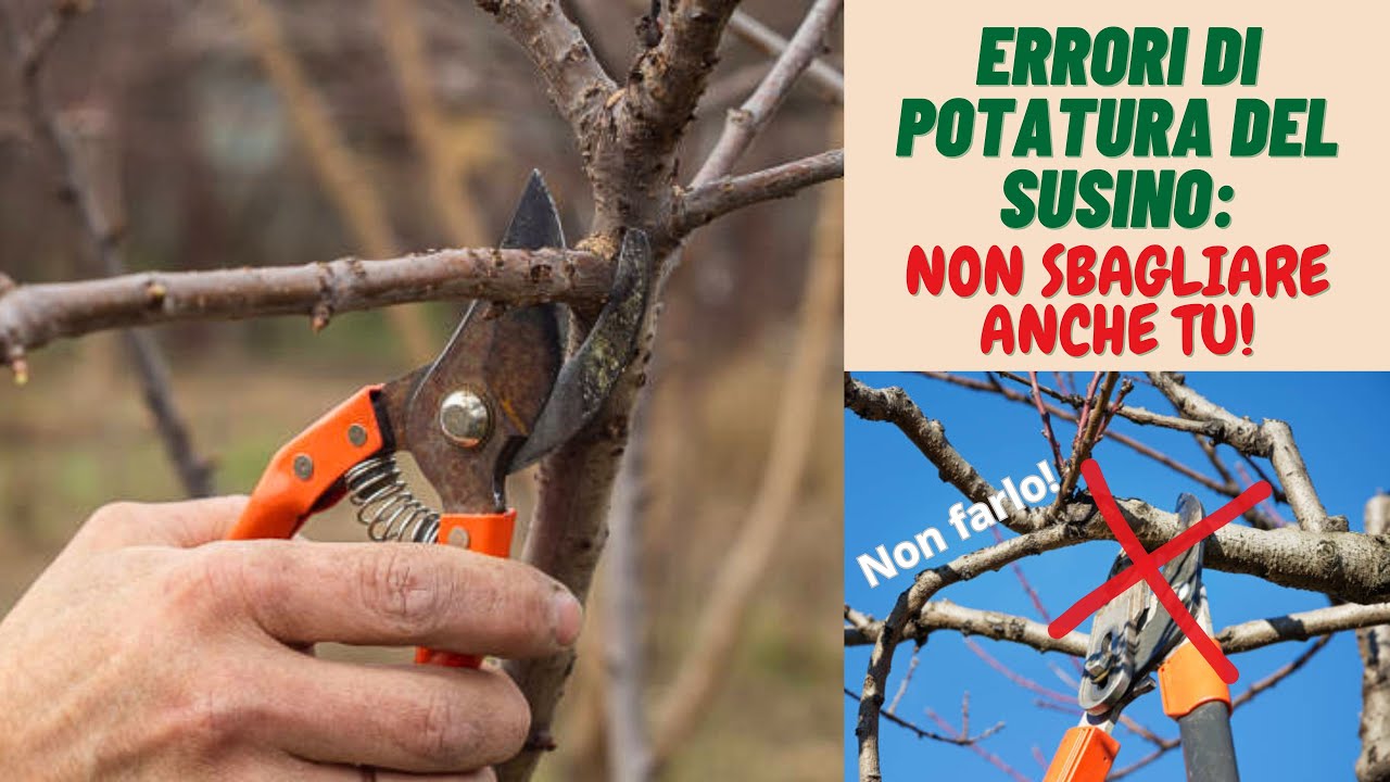 ERRORI da NON FARE nel POTARE IL SUSINO! - W&A Gardens: orto e giardino