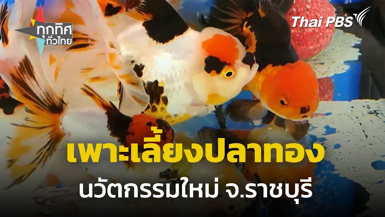 เกษตรกรดีเด่น คิดค้นนวัตกรรมเพาะเลี้ยงปลาทอง จ.ราชบุรี  | ทุกทิศทั่วไทย | 11 มิ.ย. 68