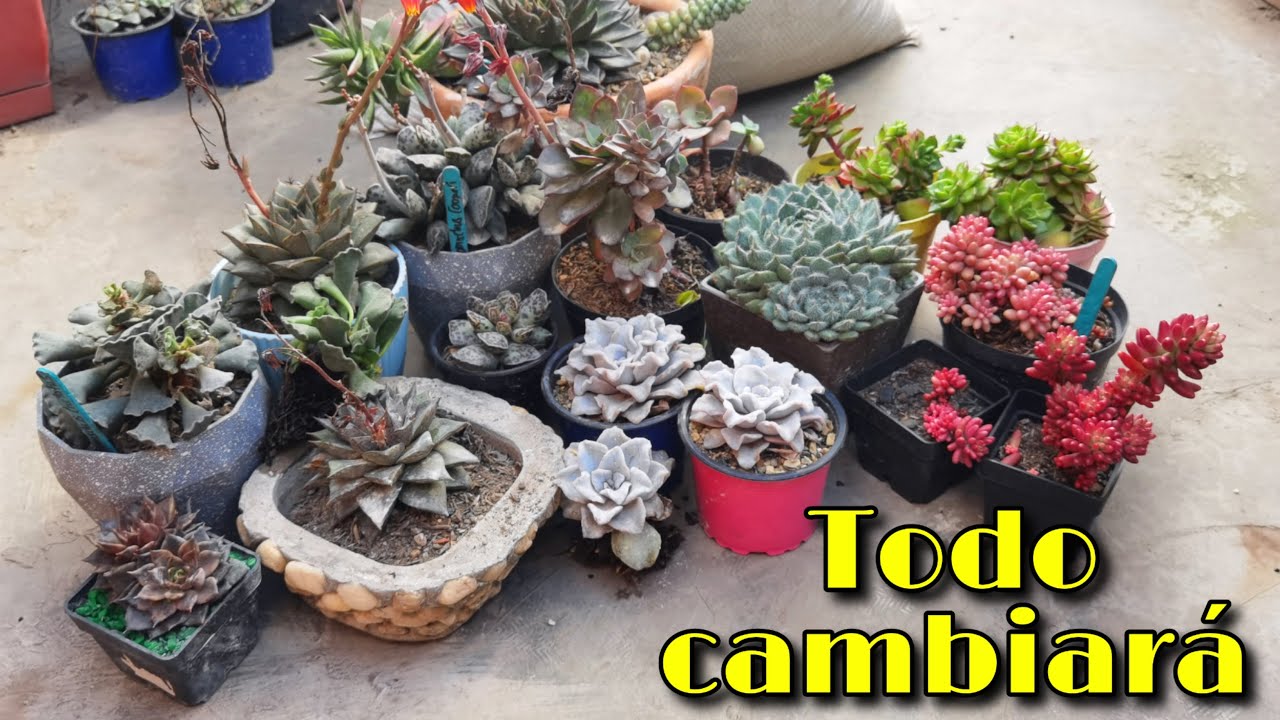 REMODELANDO MI TERRAZA/JARDÍN: empiezo a recoger mis plantas por especies 👩🏽‍🌾 | Jardines by Angie
