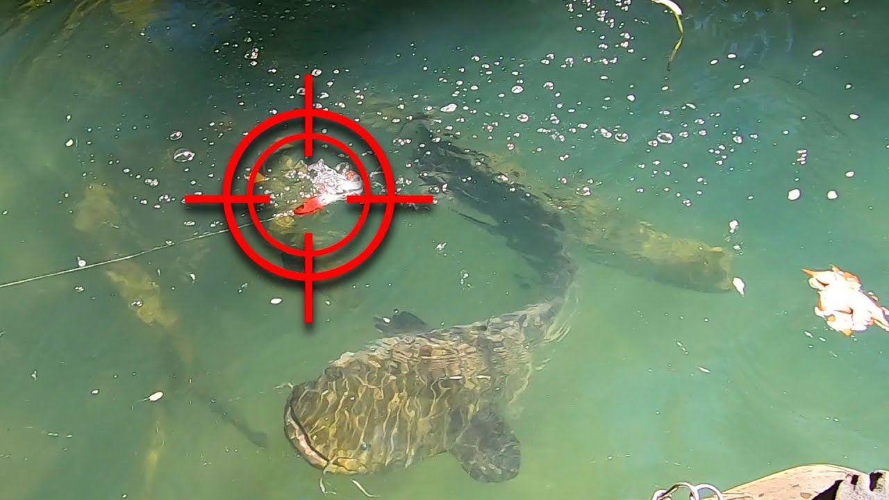 TRAILER : This MONSTER CATFISH got the WRONG TARGET 🎯 SILURE au WHOPPER PLOPPER