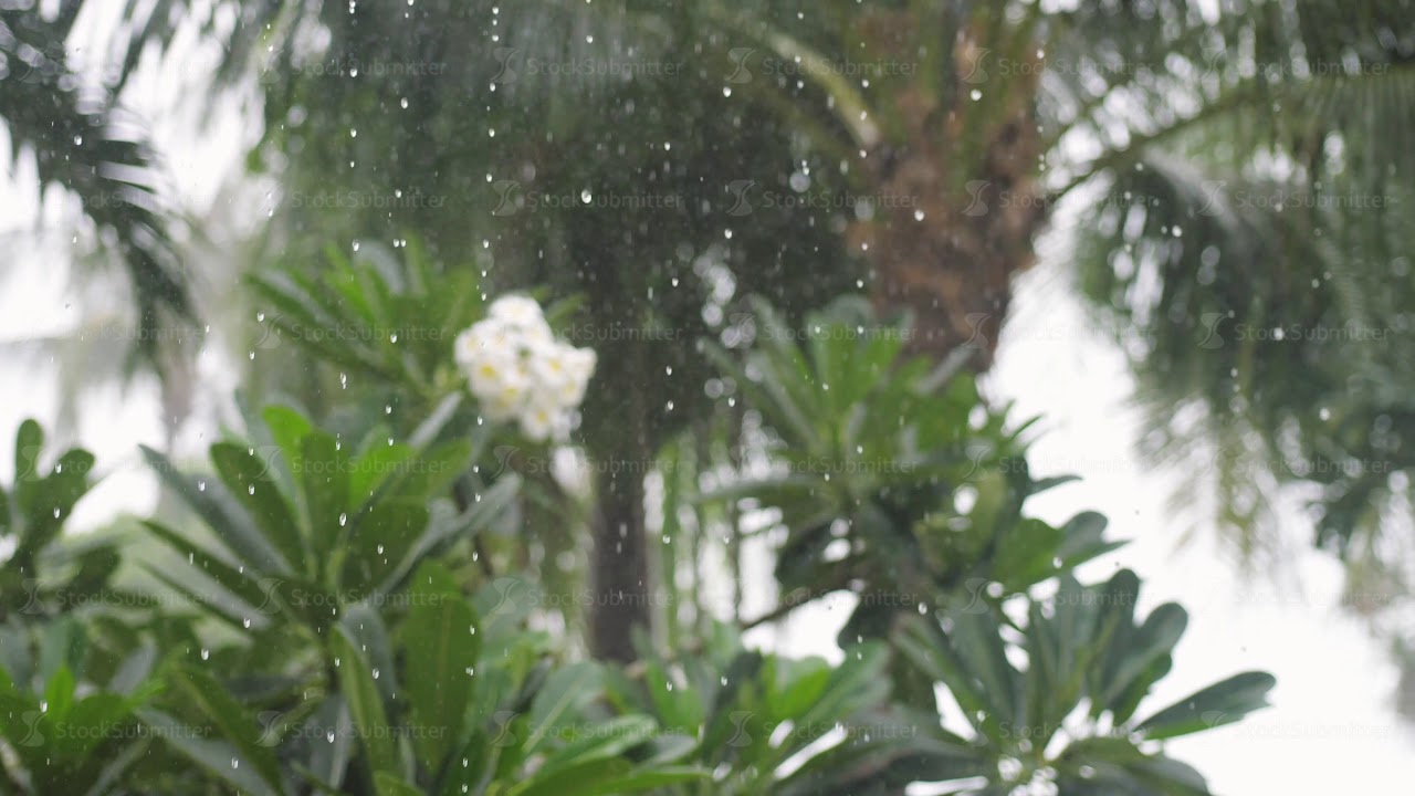 Tropical rain drops falling on the green palm tree leaves and tree of frangipani in island Koh Samui