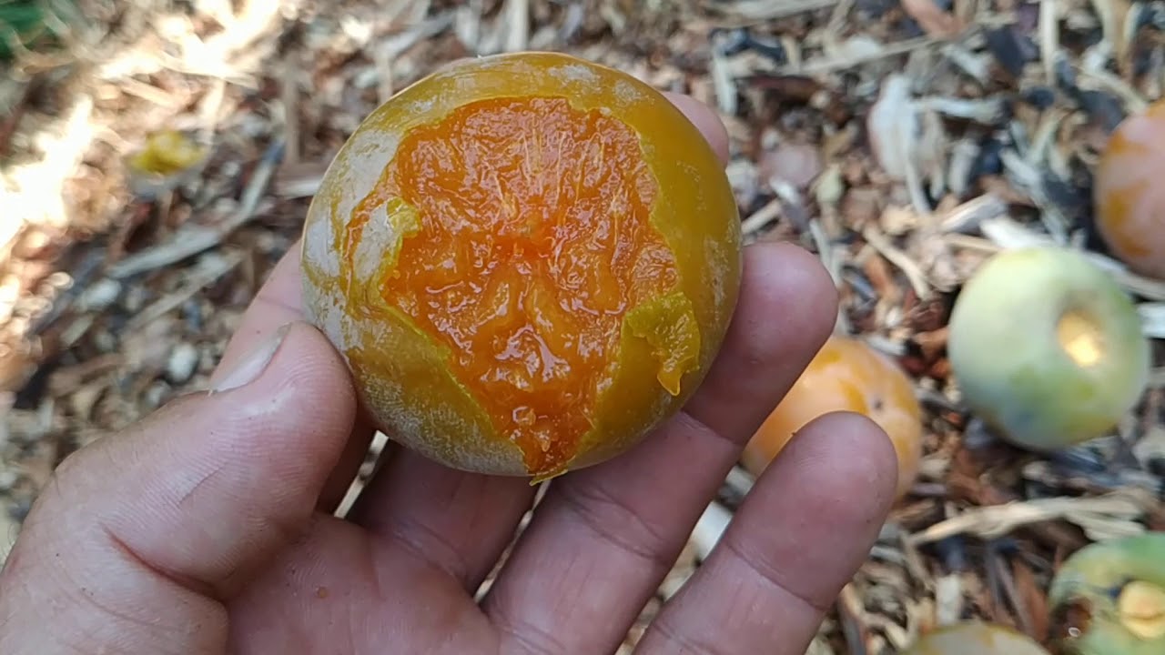 Sharon / Kaki windfall is surprisingly tasty (Diospyrus kaki)