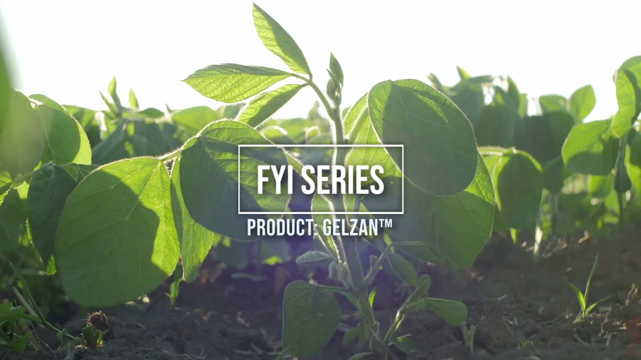FYI Series: Gelzan