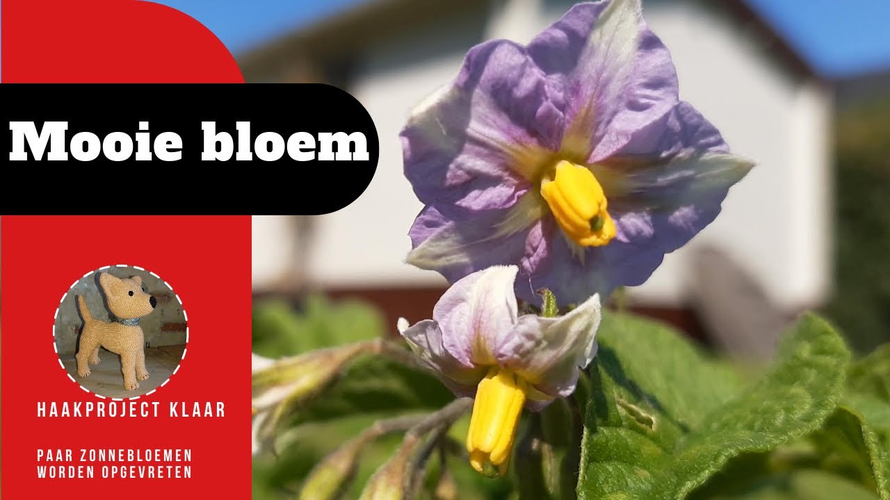 Ik ga weer verder met stoepje. Nieuw haakproject, mooie bloem in de tuin, weer slakkenvreterij.