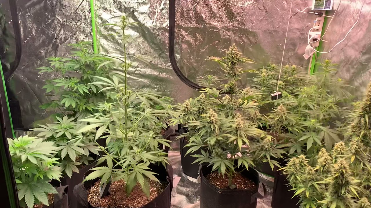 Ocean Forest vs CocoLoco Update (1 week later)