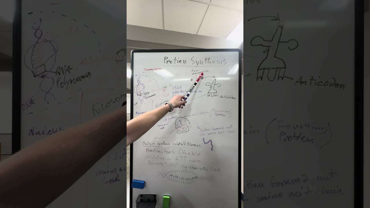 Protein Synthesis