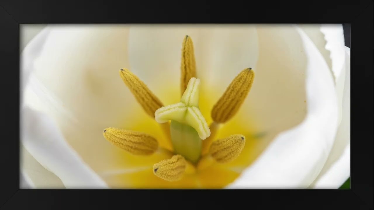 Frame TV Art 3D: White Tulips Fine Art Photography - Silent Mode