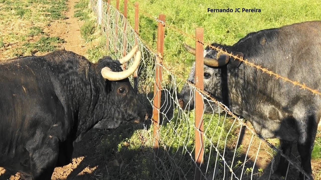 Los Toros Ganaderia Rehuelga - Cádiz - Espanha